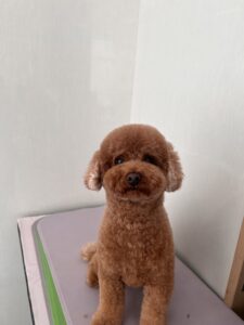 ごまみくんのトリミング写真