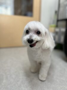 しろくんのトリミング写真