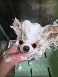 すみれちゃんのトリミング写真