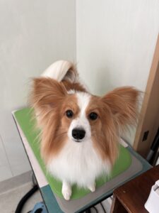 そらくんのトリミング写真