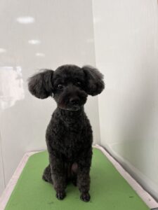 ちょこちゃんのトリミング写真