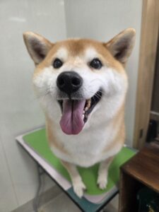 天(てん)くんのトリミング写真