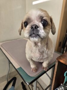 なな男くんのトリミング写真