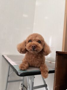 はなちゃんのトリミング写真