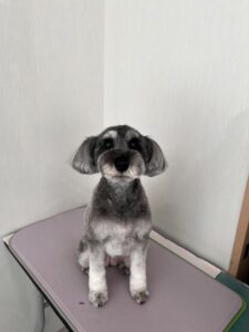 はなちゃんのトリミング写真