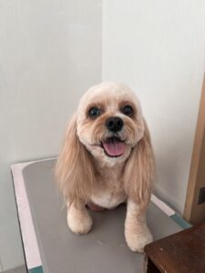 ハニーちゃんのトリミング写真