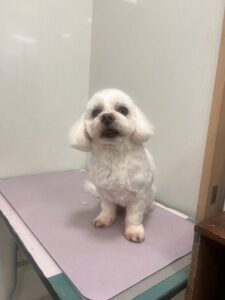 ハルくんのトリミング写真