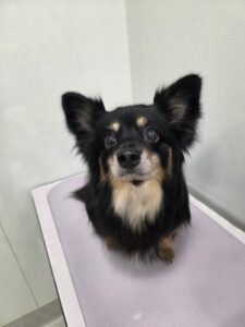 ハルちゃんのトリミング写真