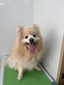 ひなたくんのトリミング写真