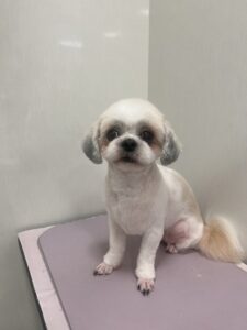 ふうちゃんのトリミング写真