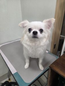 福(ふく)くんのトリミング写真