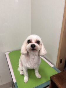 ぺちゃろーくんのトリミング写真