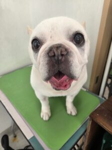 まるちゃんのトリミング写真