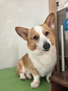 ムギちゃんのトリミング写真