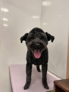 むさしくんのトリミング写真