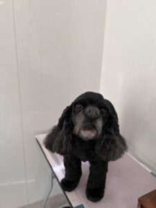 夢(むー)ちゃんのトリミング写真