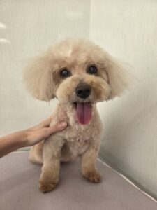 モカちゃんのトリミング写真