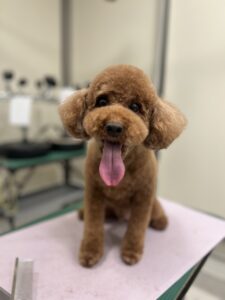 もこくんのトリミング写真