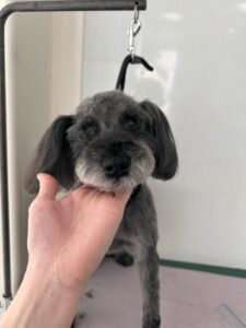 リアンちゃんのトリミング写真