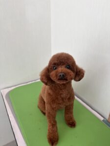 リオンくんのトリミング写真