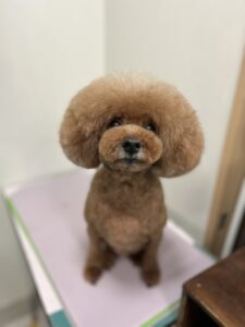 りくくんのトリミング写真