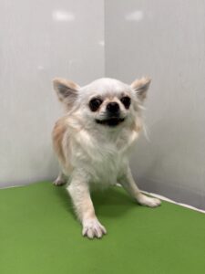 琳(りん)ちゃんのトリミング写真