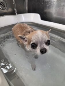 るるちゃんのトリミング写真