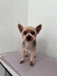 レオくんのトリミング写真