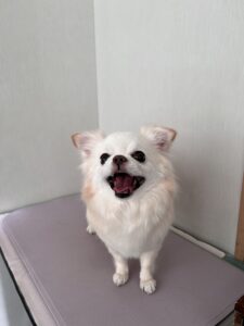 カロンちゃんのトリミング写真