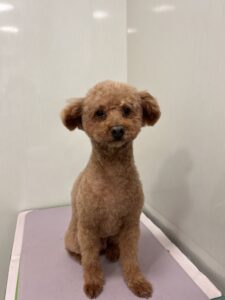 コアくんのトリミング写真