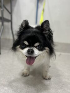 ココくんのトリミング写真