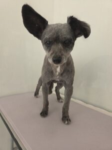 ココアちゃんのトリミング写真