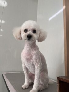 コタロウくんのトリミング写真