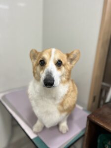 コテツくんのトリミング写真