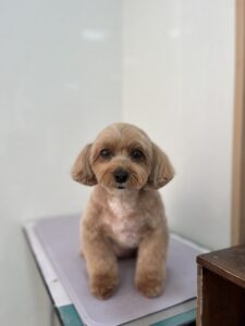 コロンちゃんのトリミング写真