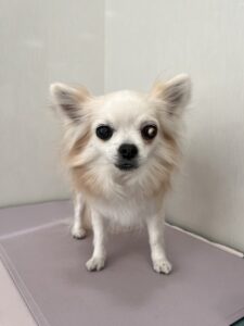 cinnamon(シナモン)ちゃんのトリミング写真