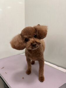 シフォンちゃんのトリミング写真