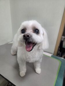 シュガーくんのトリミング写真