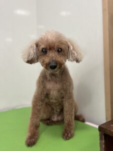 ショコラちゃんのトリミング写真