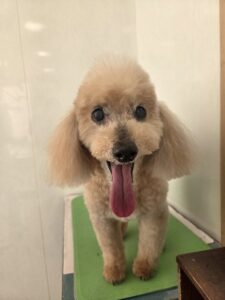 シンバくんのトリミング写真