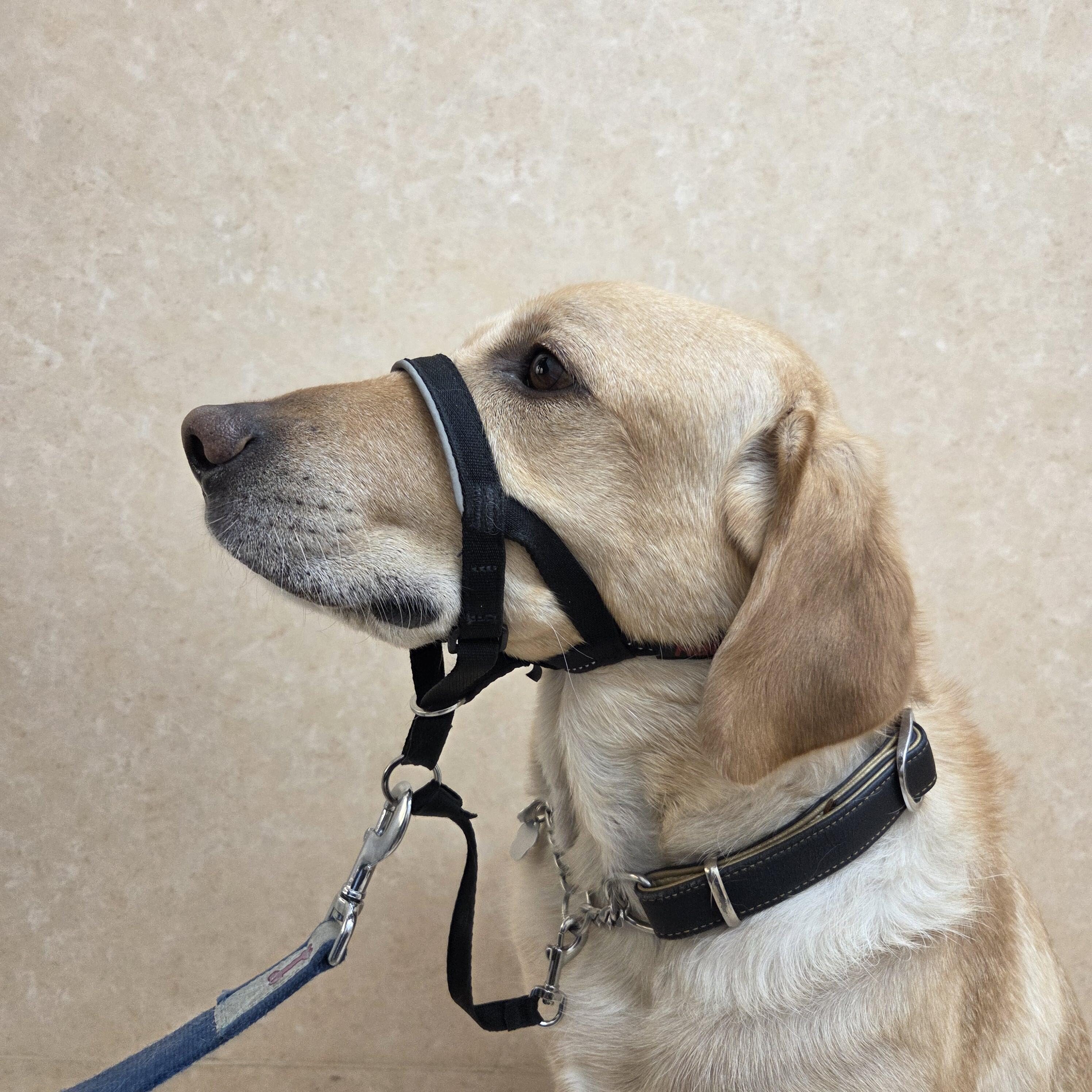 ジェントルリーダーを正しく理解しよう!の画像