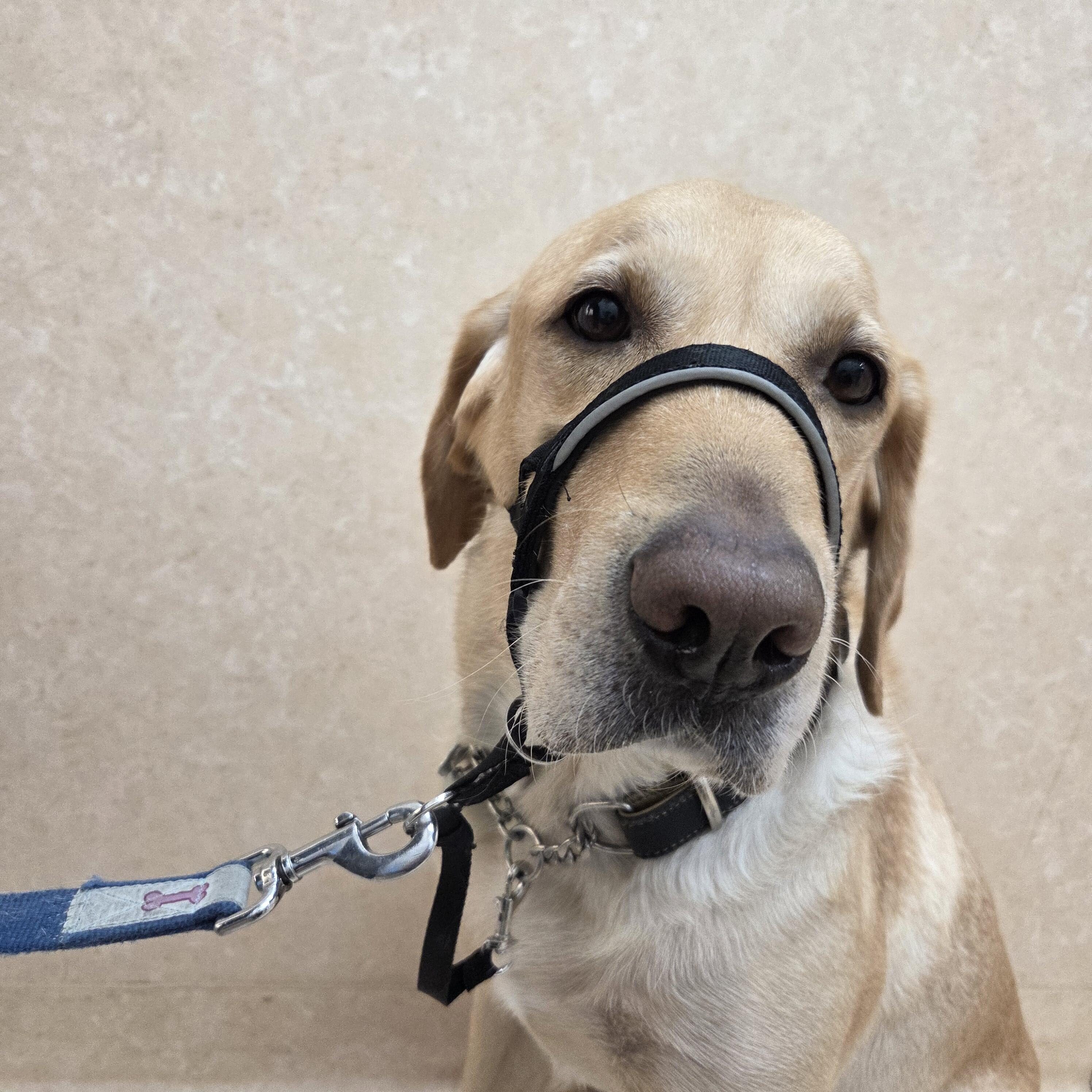 ジェントルリーダーを正しく理解しよう!の画像