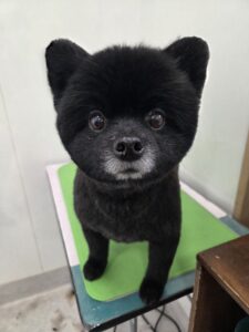 ジッポくんのトリミング写真