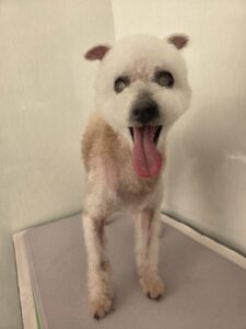 チャッピーくんのトリミング写真