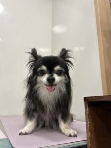 ティムくんのトリミング写真