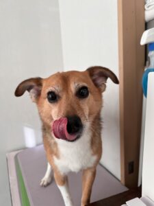 ナッツくんのトリミング写真