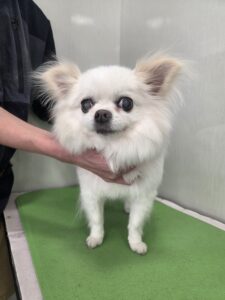 ナナちゃんのトリミング写真