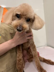 ナナちゃんのトリミング写真