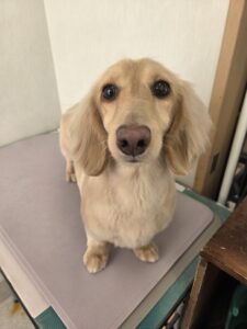 ニコちゃんのトリミング写真