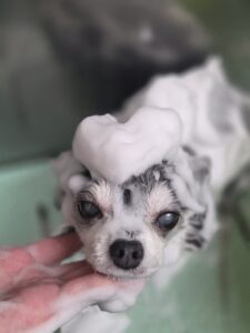 ハチくんのトリミング写真